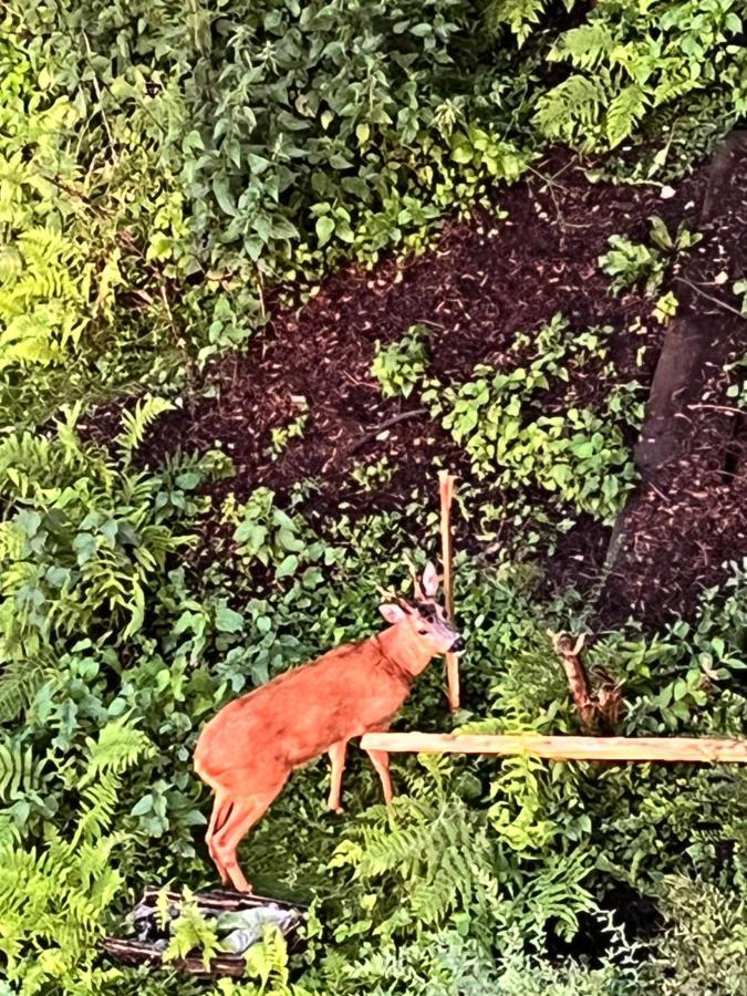 Ferienwohnungen Waldblick Remscheid Esterno foto