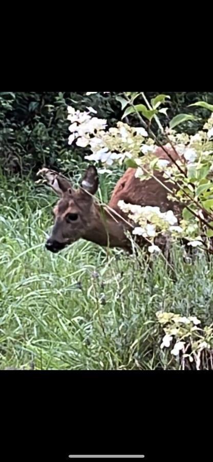 Ferienwohnungen Waldblick Remscheid Esterno foto